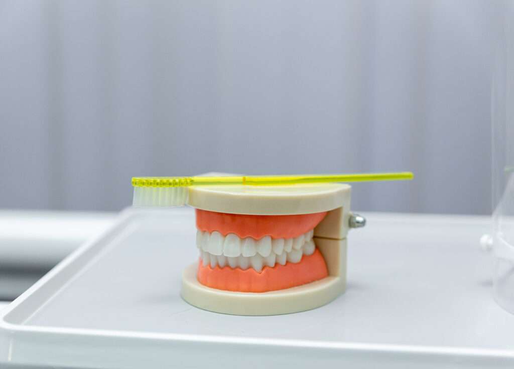 Teeth model with a toothbrush lying on top on a clean, plain surface.